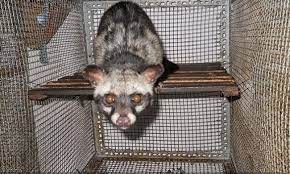 Cá thể cầy vòi hương nặng 3,8 kg được Công an huyện Hữu Lũng và Hạt Kiểm lâm huyện phát hiện, thu giữ từ đối tượng Triệu Văn Dùng, sinh năm 1962, thôn Tân Lai, xã Hữu Liên, huyện Hữu Lũng vào ngày 5/10.