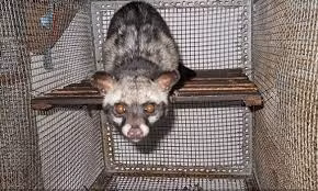 Cá thể cầy vòi hương nặng 3,8 kg được Công an huyện Hữu Lũng và Hạt Kiểm lâm huyện phát hiện, thu giữ từ đối tượng Triệu Văn Dùng, sinh năm 1962, thôn Tân Lai, xã Hữu Liên, huyện Hữu Lũng vào ngày 5/10.