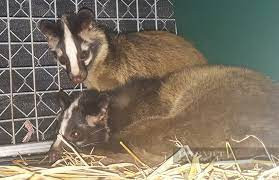 Là loại động vật có vú thuộc họ Cầy, cầy vòi hương phân bố nhiều ở khu vực Đông Nam Á. Đây cũng là loài Cầy được gây nuôi phổ biến nhất tại Việt Nam.