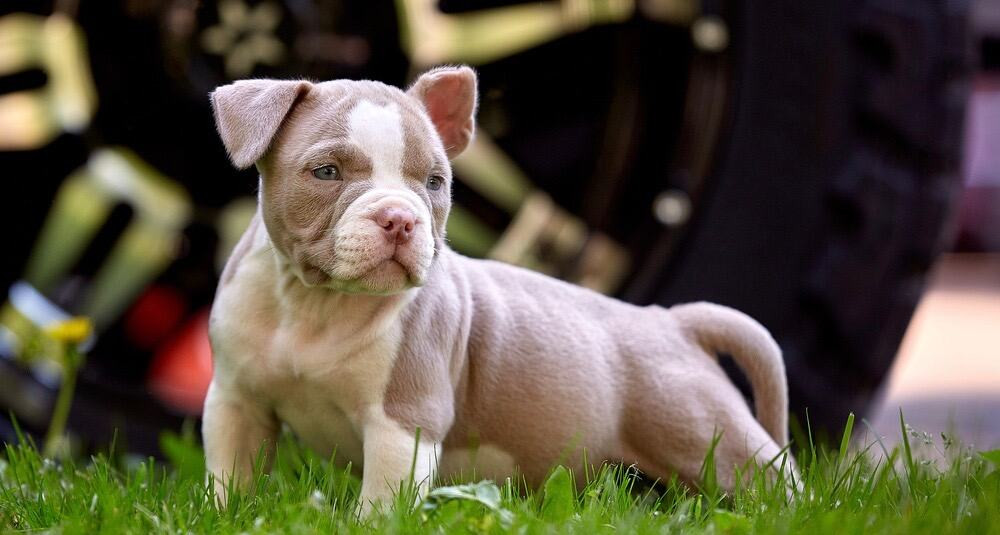 Exotic Bully được xem là một nhánh “dị” của dòng American Bully tiêu chuẩn. Mỗi con chó Exotic Bully có giá khoảng 17.000 - 20.000 USD.