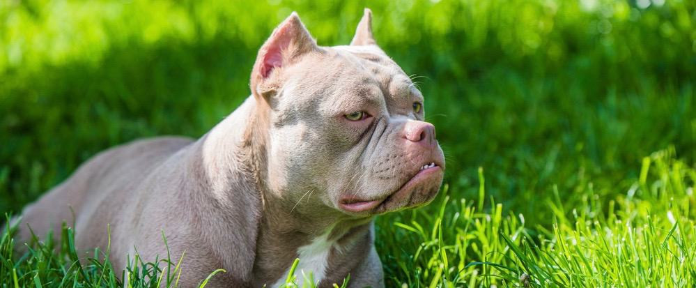 Những con chó Exotic Bully càng đẹp thì càng có giá cao. Một số con có thể được bán với giá hàng trăm triệu cho tới vài tỷ đồng.