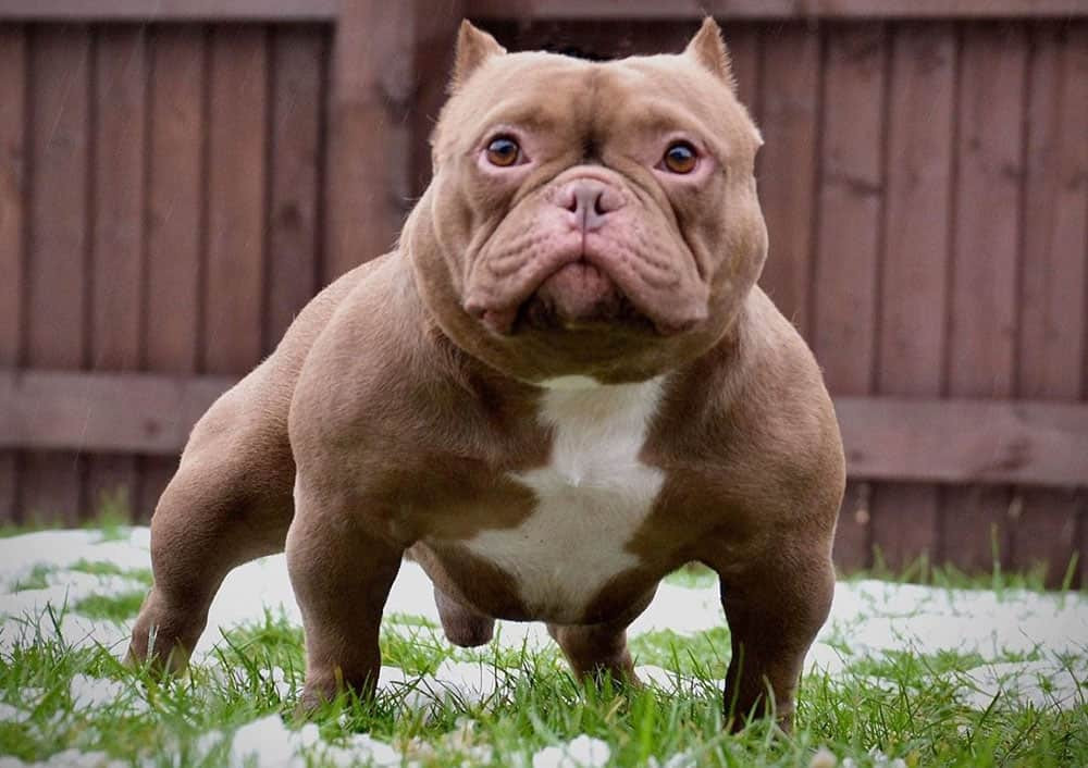 Chó Exotic Bully có vẻ ngoài hầm hố với vai, chân cơ bắp, đầu dạng hộp và mắt xếch. Dù bề ngoài trông có vẻ khá hung dữ nhưng thực ra chúng rất hiền lành và thân thiện với con người.