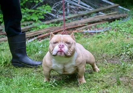 Thức ăn chủ yếu của chó Exotic Bully gồm: thịt lợn, thịt gà xay trộn với rau củ và thường xuyên bổ sung vitamin, canxi.