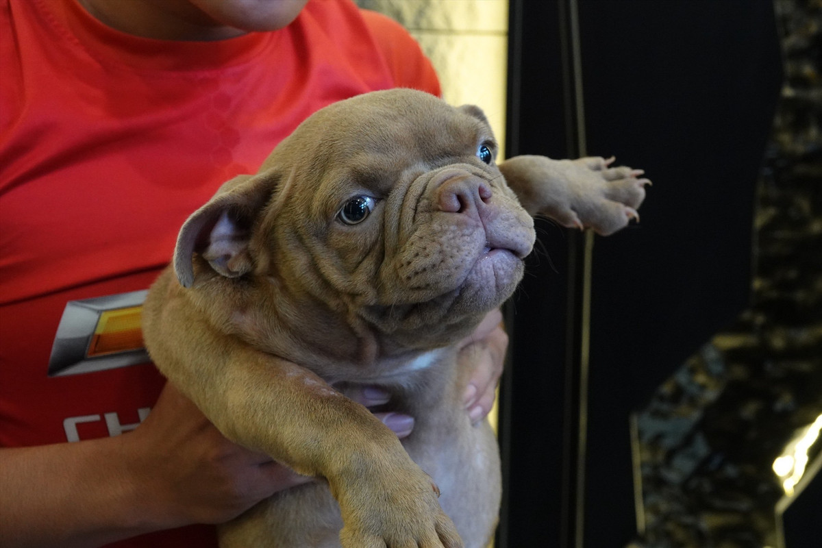 Theo anh Giang, Exotic Bully là giống chó xuất xứ từ Mỹ, được nhiều nước nhập về cho lai tạo rồi thuần chủng chúng, trong đó có Việt Nam.