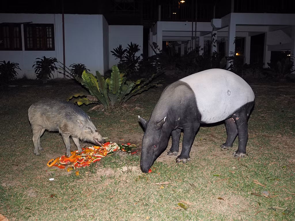 Trong Sách Đỏ IUCN, lợn vòi là loài nguy cấp. Số lượng của chúng trong tự nhiên còn rất ít do săn bắn trái phép, nạn chặt phá rừng...