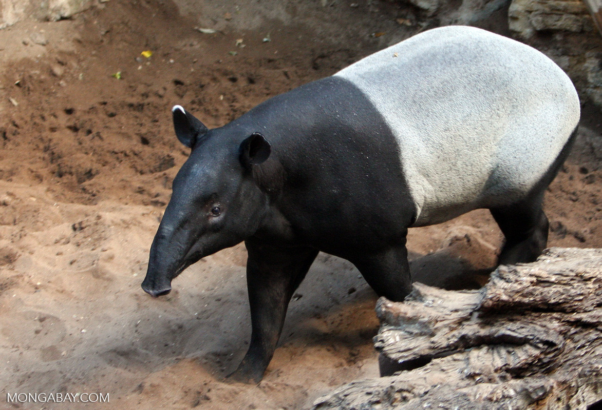 Có tên khoa học là Tapirus indicus, lợn vòi tên đầy đủ là lợn vòi Mã Lai sinh sống trong các vực rừng nhiệt đới của Nam Mỹ, Trung Mỹ và Đông Nam Á. Loài động vật này từng được ghi nhận ở Việt Nam.