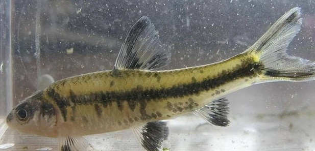 Nhờ vậy, mỗi mùa mưa lũ, gia đình ông Lý đánh bắt được khoảng 500 kg và kiếm về khoảng 120.000 Nhân dân tệ (hơn 400 triệu đồng). Nhờ nguồn thu thập này, kinh tế của gia đình khá giả hơn, có thể xây nhà mới, mua ô tô...