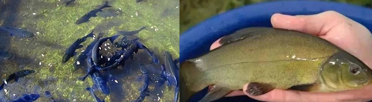 Hàng năm, từ tháng 4 - 9 (tức mùa mưa lũ), "suối cá" của nhà ông Lý có rất nhiều cá. Theo chuyên gia, số cá này sống trong dòng sông ngầm dưới lòng đất. Vào mùa mưa, mực nước dâng cao nên những con cá này bị đẩy lên rồi vô tình "đi lạc" vào "suối cá" dưới nhà ông Lý.