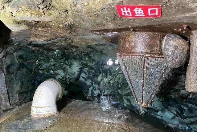 Sau một thời gian suy nghĩ, ông Lý muốn giữ lại "suối cá" nên quyết định niêm phong miệng "suối cá" cũ. Thay vào đó, ông tự nuôi cá đục Vân Nam.