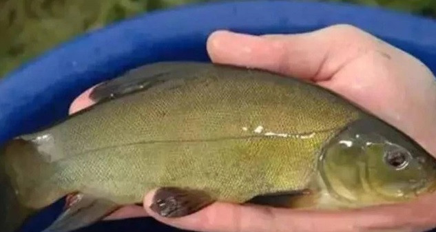 Nhận thấy đây là cơ hội kiếm tiền, ông Lý quyết định thuê người đào một cái hố sâu 16m ở khu vực đào giếng trước đó. Quả nhiên, sau khi hố đào xong, lượng nước chảy vào rất nhiều. Một lượng lớn cá cũng theo dòng nước chảy vào trong hố.