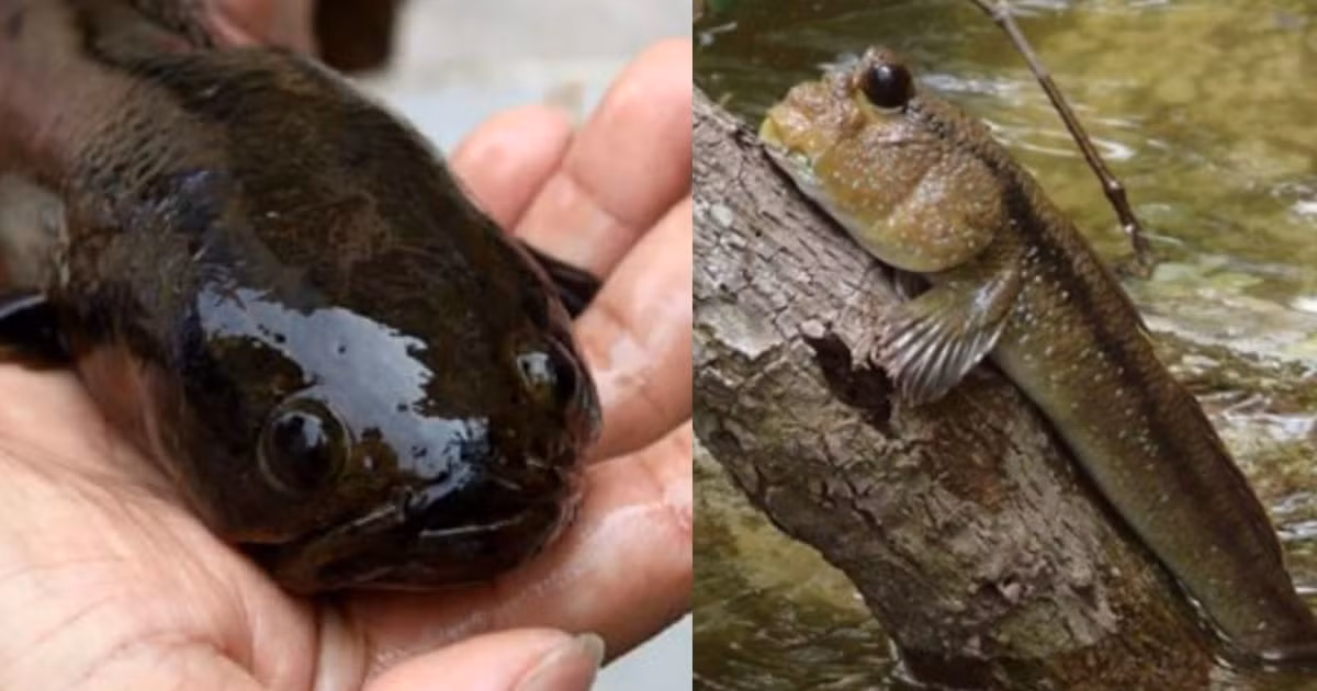 Khi trưởng thành, mỗi con cá trối Hà Nam có chiều dài cơ thể khoảng 15 - 25 cm. Một số con cá trối có thể đạt chiều dài cơ thể tới 30 cm. 