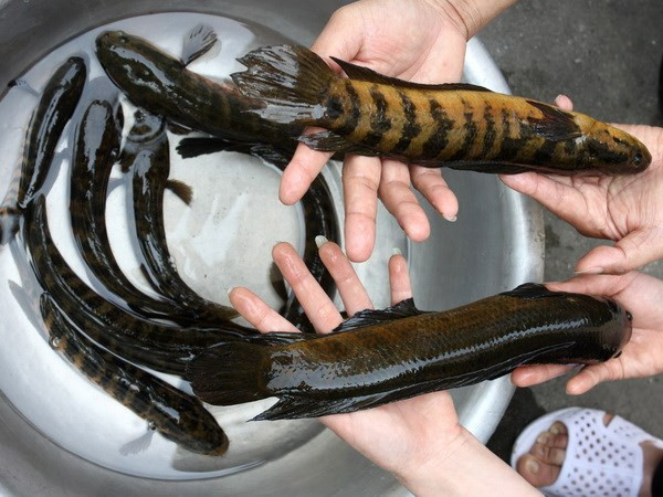 Khác với nhiều loài cá, cá trối có khả năng đặc biệt là có thể di chuyển trên đất khô cạn bằng các vây ngực. Nhờ đó, chúng có thể trèo cây và bắt rồi giết chim, cá nhỏ khi coi chúng là mồi. Ảnh: TTXVN.