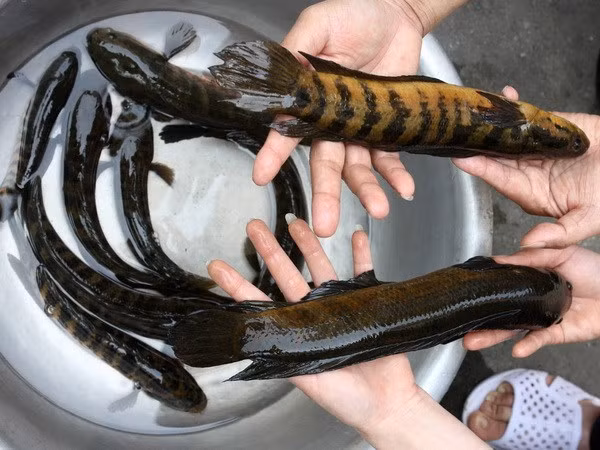 Khác với nhiều loài cá, cá trối có khả năng đặc biệt là có thể di chuyển trên đất khô cạn bằng các vây ngực. Nhờ đó, chúng có thể trèo cây và bắt rồi giết chim, cá nhỏ khi coi chúng là mồi. Ảnh: TTXVN.