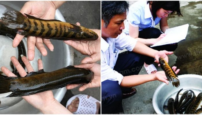 Cá trối có màu xanh hoặc xám hồng, phần lưng thẫm hơn, bụng trắng nhạt. Một số con cá trối còn có nhiều hạt đốm trắng, vàng nhỏ phân bố dọc theo thân từ mang xuống đuôi.