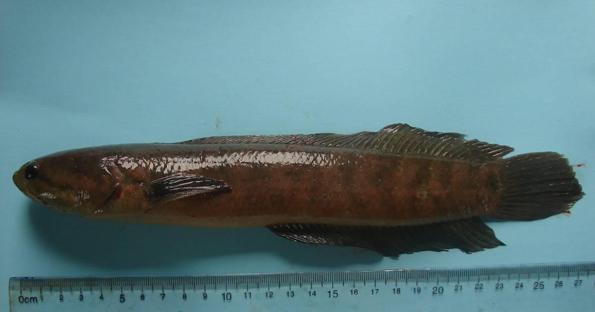 Mặc dù có hình dáng bên ngoài giống cá quả nhưng cá trối không có vây bụng. Gốc vây đuôi của cá trối có đốm tròn đen với vành trắng bao quanh như hình con mắt, đầu dẹp bằng, đỉnh đầu rộng và bằng thuôn về hai phía. 