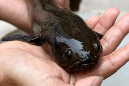 Cá trối là một loài cá quý hiếm, đặc hữu có tại đầm Tam Chúc, nằm ở vị trí giáp ranh giữa thị trấn Ba Sao và xã Khả Phong, huyện Kim Bảng, Hà Nam. Loài cá đặc hữu thuộc vùng núi huyện Kim Bảng được đặt tên là cá trối Hà Nam (tên khoa học là Channa hanamensis). 