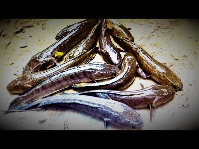 Trong thời gian qua, do môi trường sống thay đổi và bị khai thác bừa bãi nên nguồn cá trối trong tự nhiên bị suy giảm mạnh. Vậy nên, từ năm 2011, Sở Khoa học và Công nghệ Hà Nam đã triển khai thực hiện dự án “Nghiên cứu bảo tồn, ứng dụng và phát triển loài cá trối tại thị trấn Ba Sao, Kim Bảng”. 