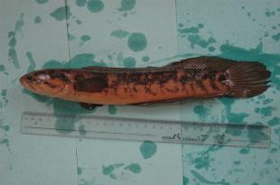 Khi mưa rào, cá trối có thể di chuyển ngược theo dòng nước. Đến mùa mưa, loài cá quý hiếm này di chuyển lên núi ăn rong rêu và các loài phù du. Trong khi đó, vào những lúc khô hạn, cá trối sẽ đào sâu xuống dưới hồ Tam Chúc để sinh tồn.