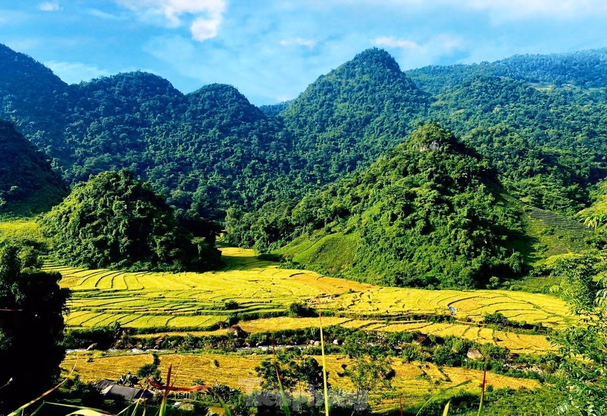 Cảnh sắc mùa thu khi lúa Séng Cù chín rộ ở Sin Suối Hồ đang gây "sốt" trên các nền tảng mạng xã hội.