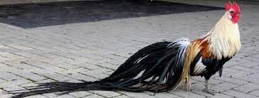 Gà onagadori có nhiều biến thể với các màu sắc bộ lông khác nhau. Do loài này có bộ lông đẹp và dài nên người nuôi phải xây cho chúng chuồng trại treo, thường cao hơn 2m.