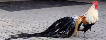 Gà onagadori có nhiều biến thể với các màu sắc bộ lông khác nhau. Do loài này có bộ lông đẹp và dài nên người nuôi phải xây cho chúng chuồng trại treo, thường cao hơn 2m.