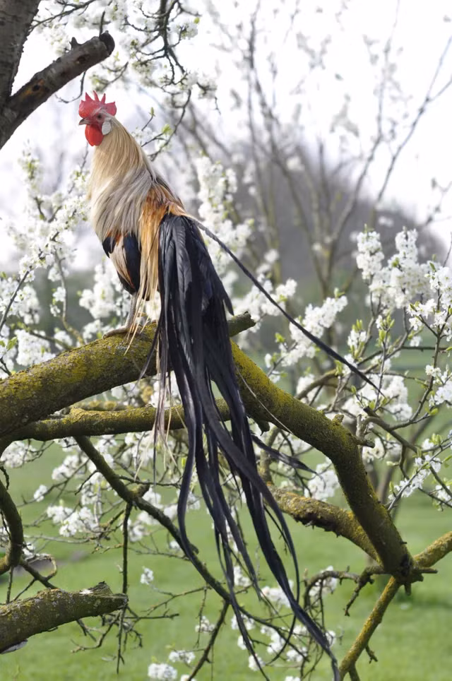 Khi trưởng thành, cá thể gà trống onagadori nặng khoảng 2,5 kg, gà mái nặng 2 kg. Trong khi những con gà con có giá trung bình 1,5 - 2 triệu đồng/con thì giá gà onagadori trưởng thành dao động từ vài chục triệu cho tới cả trăm triệu đồng/con.