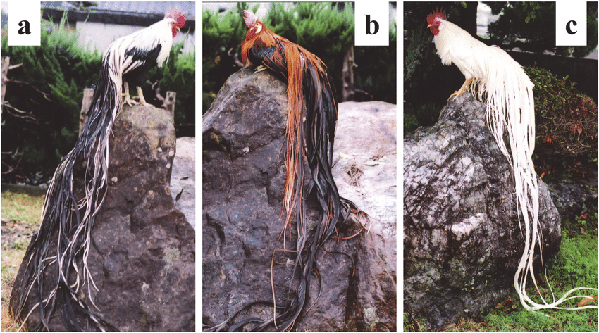 Ngày nay, giống gà Onagadori được nhiều đại gia săn lùng, tìm mua. Một trong những đặc điểm nổi bật của loài gà này là bộ đuôi rất dài, có thể lên tới 6 - 7m.