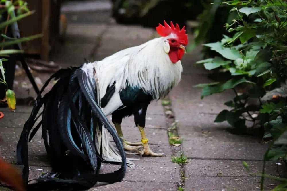 Thêm nữa, người nuôi gà phải thường xuyên tắm gội cho gà onagadori để bộ lông của chúng luôn đẹp và sạch sẽ.