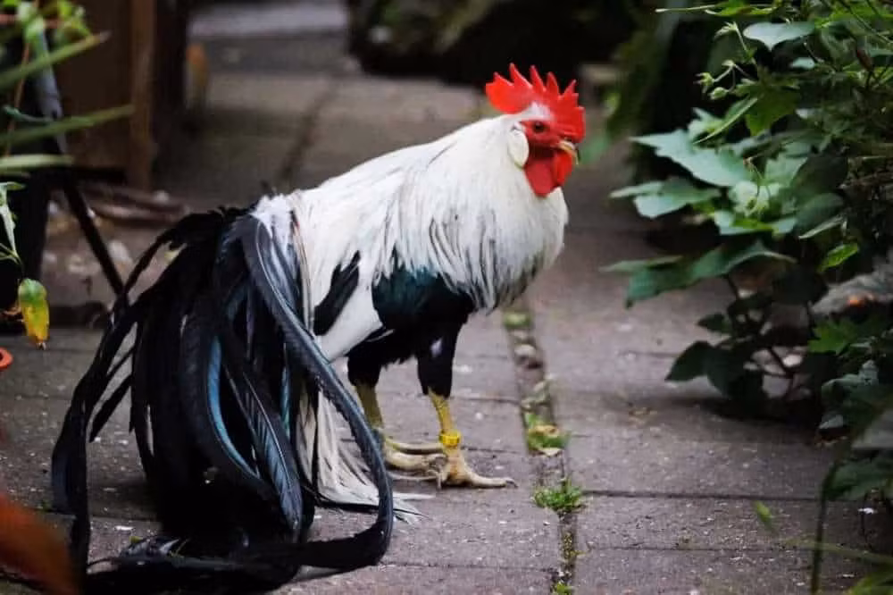 Thêm nữa, người nuôi gà phải thường xuyên tắm gội cho gà onagadori để bộ lông của chúng luôn đẹp và sạch sẽ.