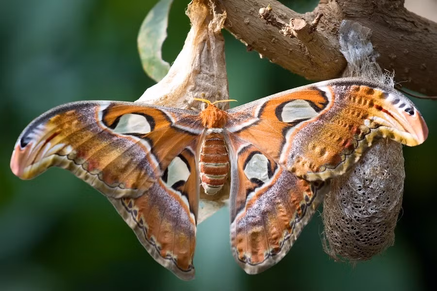 Có tên khoa học Attacus Atlas, bướm khế là một trong 3 loài bướm có tên trong Sách Đỏ Việt Nam (2 loài còn lại là: bướm đuôi dài và bướm phượng). Theo Sách Đỏ Việt Nam, cấp độ đe dọa đối với bướm khế được xếp ở mức R (Rare: Hiếm, có thể sẽ nguy cấp).