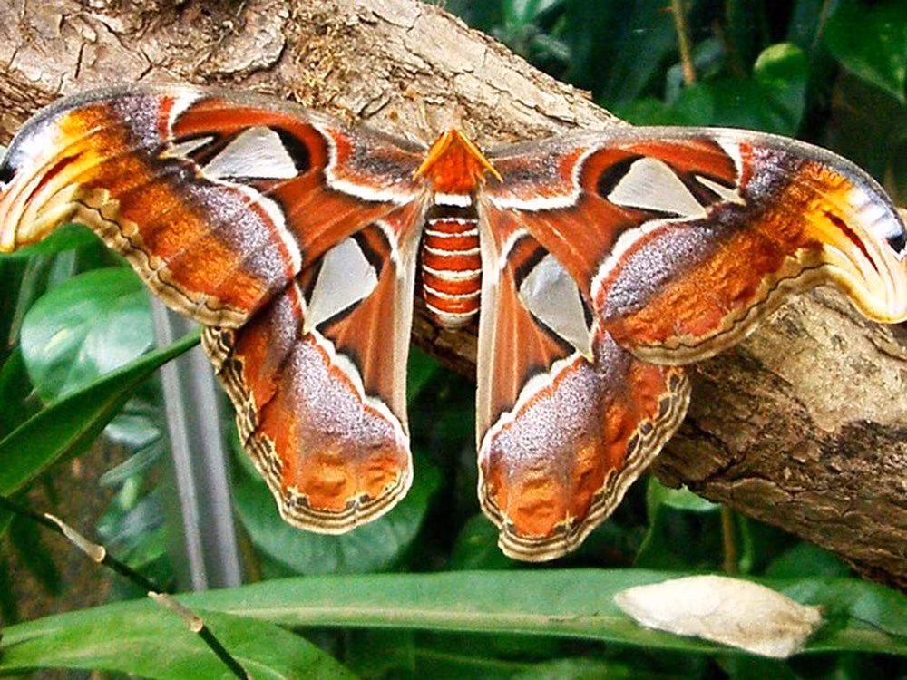 Cá thể bướm khế cái thường đợi một con đực đến để thụ tinh, đẻ trứng và chết. Con cái lớn hơn và nặng hơn đáng kể so với con đực.