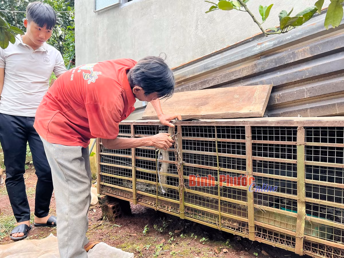 Cá thể trăn đất trên được gia đình ông Nhơn phát hiện khi phát dọn rẫy và đốt các lùm cây khô dọc bìa suối. Sau khi bắt được con trăn nằm ở gốc cây, gia đình đã giữ lại nuôi.