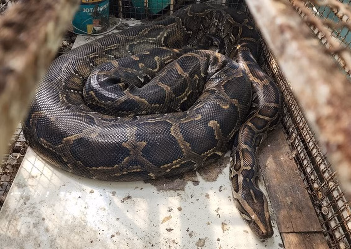 Trăn đất có tên khoa học là Python bivittatus, thuộc nhóm IIB trong danh mục động vật rừng nguy cấp quý hiếm nằm trong Sách Đỏ động vật Việt Nam.