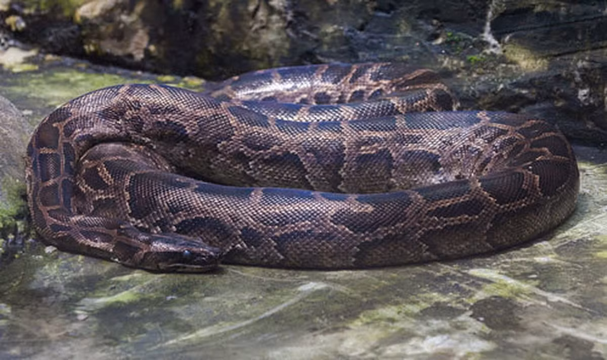 Loài trăn đất có kích thước lớn nhất trong tất cả các loài trăn được phát hiện ở Việt Nam. Khi trưởng thành, mỗi cá thể có thể đạt chiều dài cơ thể trung bình từ 4 - 6m (dài nhất là 8m) và nặng hơn 100 kg.