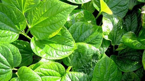 Bat ngo loai rau cuon thit cuc ngon, an dep da, ngua benh xuong khop