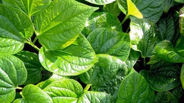 Bất ngờ loại rau cuộn thịt cực ngon, ăn đẹp da, ngừa bệnh xương khớp Bat ngo loai rau cuon thit cuc ngon, an dep da, ngua benh xuong khop