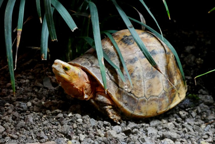 Loài rùa hộp trán vàng miền Trung chủ yếu sinh sống ở những nơi ẩm ướt.