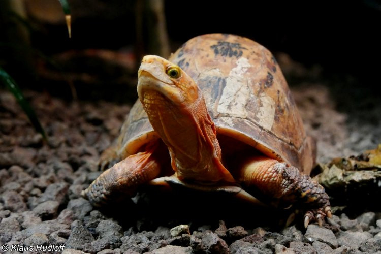 Trong những năm qua, số lượng rùa hộp trán vàng miền Trung giảm mạnh do nạn săn bắt để lấy thịt, làm thuốc hoặc làm cảnh. Điều này khiến chúng trở thành một loài động vật có nguy cơ tuyệt chủng cao.