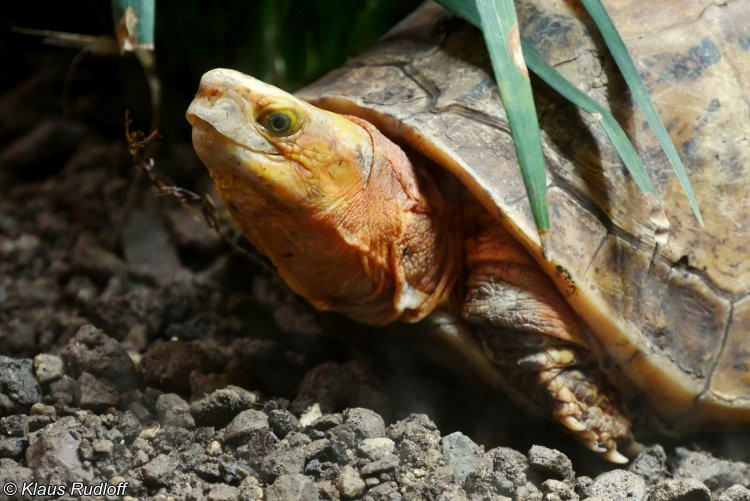 Thức ăn chủ yếu của loài rùa quý, hiếm này gồm: giun đất, cá, thịt, hoa quả, chuối...