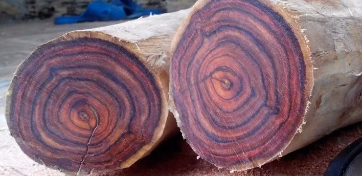 Vào ngày 28/2/2013, vợ chồng anh Nguyễn Văn Lâm ở thôn Na, xã Sơn Trạch, huyện Bố Trạch, tỉnh Quảng Bình buông lưới bắt cá trên sông Son thì bất ngờ vớt được 4 phách gỗ. Sau đó, vợ chồng anh Lâm mang số gỗ đó lên bờ và kiểm tra. Anh vô cùng vui mừng khi biết đó là gỗ sưa - loại gỗ quý hiếm nổi tiếng thế giới.