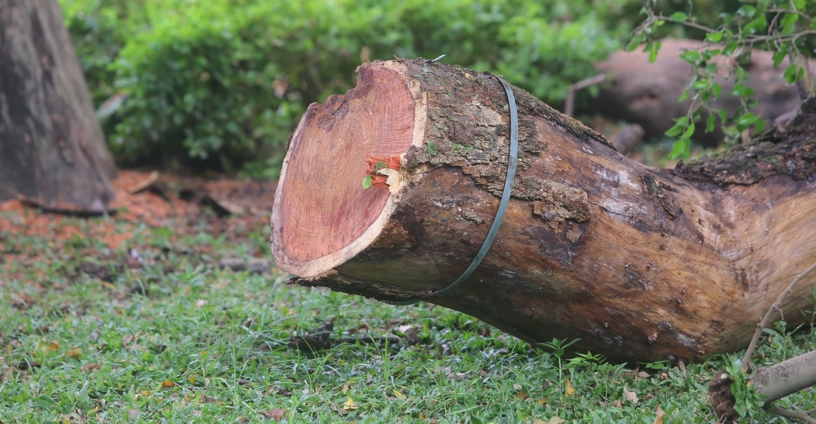 Theo các chuyên gia, sở dĩ gỗ sưa quý hiếm và có giá cao như vậy là vì một số lý do. Đầu tiên là gỗ sưa có vân gỗ đẹp, không bị mối mọt. Đặc biệt, loại gỗ này còn có mùi thơm.