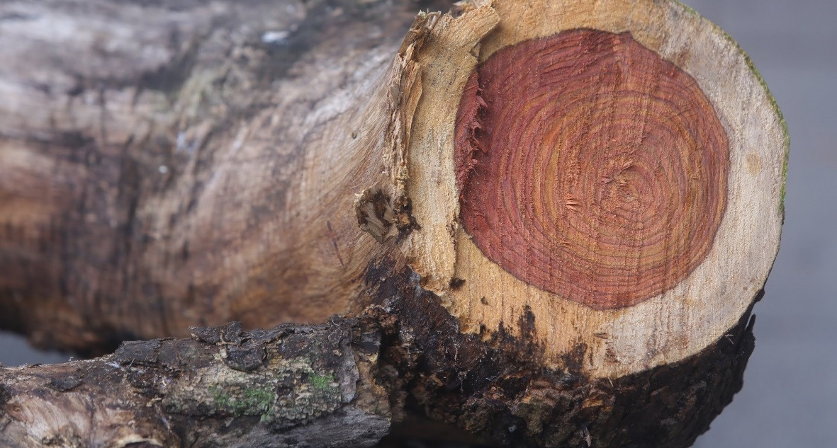 Gỗ sưa là một trong những loại gỗ quý hiếm và đắt nhất trên thế giới. Mỗi cây sưa 20 năm tuổi trở lên có giá từ hàng chục tỷ cho tới trăm tỷ đồng.