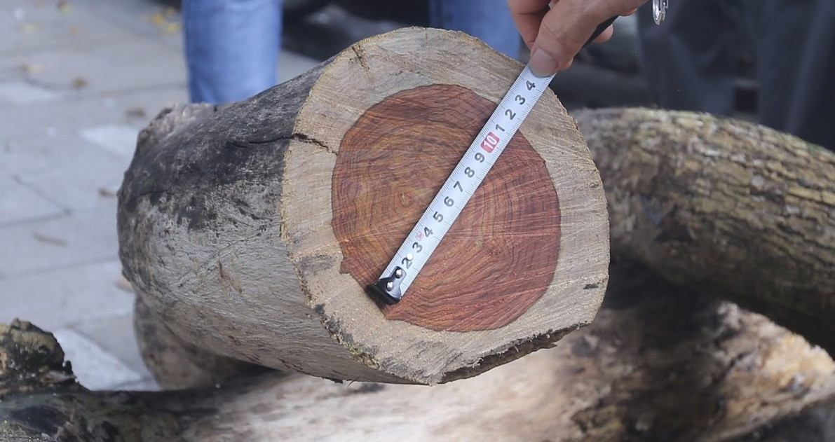 Tại Việt Nam, những cây gỗ sưa cổ thụ mọc trong rừng còn rất ít. Chính vì vậy, gỗ sưa rất hiếm và có giá trị cao. Theo một số người kinh doanh gỗ, gỗ sưa cổ thụ lâu năm, có đường kính từ 50cm trở lên, cây gỗ dài và thẳng hoặc ván mặt từ 50cm trở lên là gỗ sưa loại 1, loại này rất hiếm với giá khoảng 30 - 40 triệu đồng/kg.