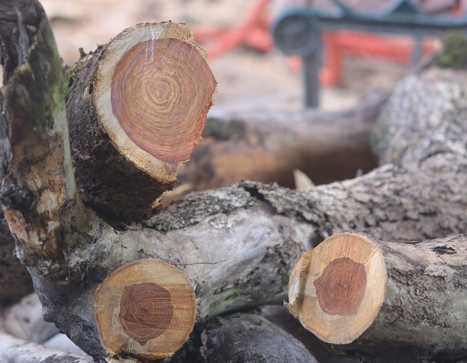 Theo ước tính, mỗi khúc gỗ xưa mà anh Lâm và những người khác tìm thấy có giá khoảng 2 tỷ đồng.