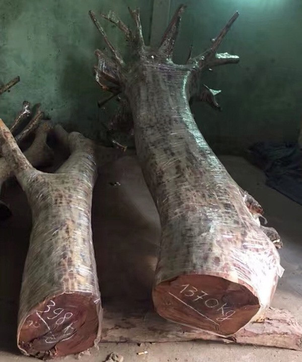 Một cây gỗ sưa phải mất hàng chục, hàng trăm năm mới có giá trị sử dụng. Do mức độ ít ỏi và quý hiếm nên không ít đại gia sẵn sàng bỏ ra một số tiền lớn để sở hữu những cây gỗ sưa cổ thụ.