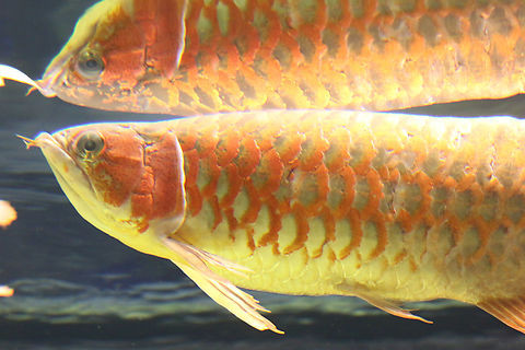 Sách Đỏ Thế giới IUCN đưa cá rồng châu Á vào diện loài Nguy cấp. Tương tự, Sách Đỏ Việt Nam ghi nhận đây là loài cần được bảo vệ của ngành Thủy sản. Do đó, mọi hoạt động săn bắt, mua bán cá rồng châu Á hoang dã ở Việt Nam cũng như nhiều nước trên thế giới đều bị nghiêm cấm.