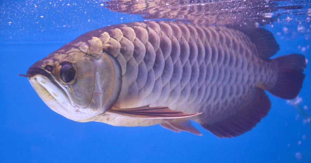 Số lượng cá rồng châu Á còn rất ít trong tự nhiên. Vì vậy, loài cá này nằm trong danh sách được bảo vệ bởi Đạo luật Các loài nguy cấp (Endangered Species Act) của Mỹ. Năm 1975, 183 quốc gia ký hiệp ước phân loại cá rồng là loài quý hiếm và cấm buôn bán quốc tế đối với loài cá này.