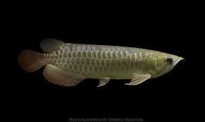 Các đại gia sẵn sàng bỏ ra từ vài triệu cho đến hàng tỷ đồng để mua cá rồng về làm cảnh và coi nó như biểu tượng của địa vị xã hội.