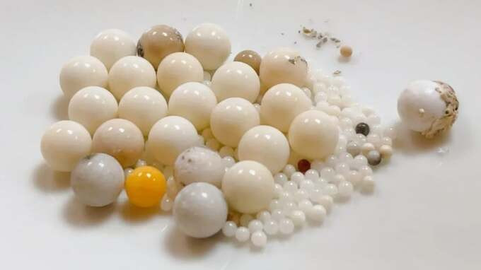 Tuy nhiên, sau hơn 3 giờ diễn ra lễ trà tỳ, các đệ tử đang sắp xếp xương xá lợi cho Đức Trưởng Lão Hòa thượng Tinh Vân thì phát hiện nhiều xá lợi pha lê có kích thước lớn nhỏ khác nhau.