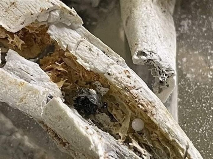 Hầu hết xá lợi của Đức Trưởng Lão Hòa thượng Tinh Vân đều có màu trắng tinh khiết. Ngoài ra, một số viên xá lợi pha lê tròn có màu đỏ, vàng, xanh, đen... Ngoài ra còn còn có xương xá lợi và hoa xá lợi.